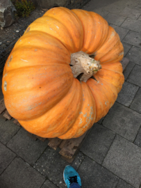 Pompoen 'Atlantic Giant J.D.', Cucurbita maxima