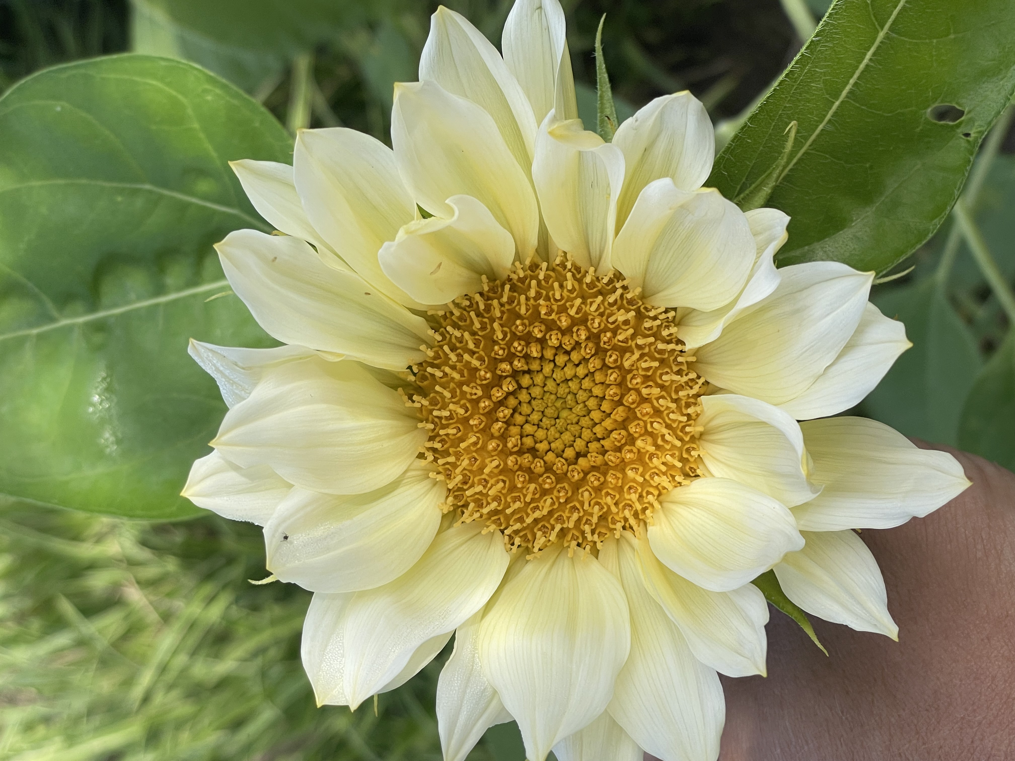 Helianthus annuus 'White Sun F1', Zonnebloem wit