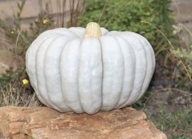 Pompoen 'Jarrahdale', Cucurbita maxima