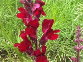 Antirrhinum majus 'Black Prince', Leeuwenbek