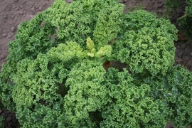 Boerenkool 'Westlandse Winter', Brassica oleracea var. laciniata Biologisch