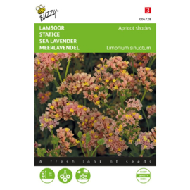 Limonium sinuatum 'Apricot Shades', Lamsoor Statice