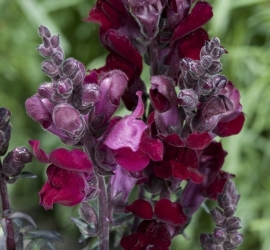 Antirrhinum majus 'Black Prince', Leeuwenbek