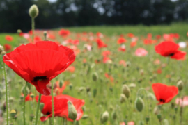 Papaver rhoeas gemengd, Klaproos Biologisch