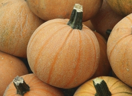 Pompoen 'Winterluxury', Cucurbita pepo