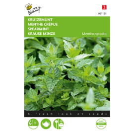 Kruizemunt, Mentha spicata