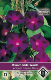 Ipomoea purpurea 'Kniola's Black', Klimmende winde