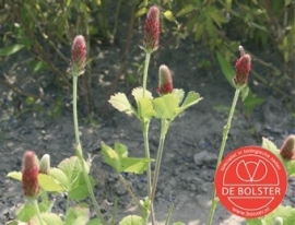 Incarnaatklaver groenbemester, Trifolium incarnatum Biologisch