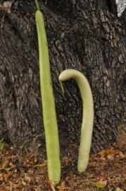 Fleskalebas 'Cucuzi', Lagenaria siceraria