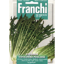 Kapucijnerbaard 'Catalogna Puntarelle Brindisina', Cichorium intybus var. foliosum