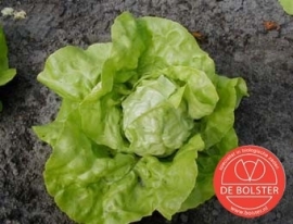 Kropsla 'Twellose Gele', Lactuca sativa Biologisch