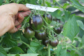 Tomaat 'Gargamel', Solanum lycopersicum