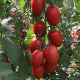 Romatomaat 'Bolstar Sensatica', Solanum lycopersicum Biologisch