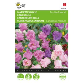 Campanula medium mix, Mariëtteklokje Dubbelbloemig