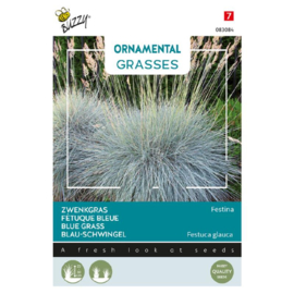 Festuca glauca 'Festina', Zwenkgras