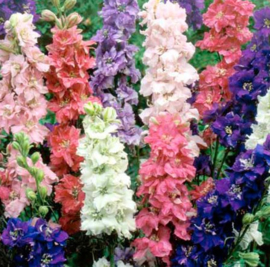 Consolida ajacis Hyacinth Flowered Mix, Ridderspoor