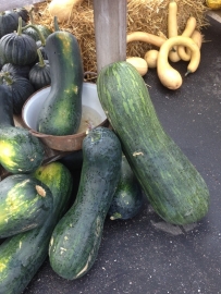 Butternut flespompoen 'Pienna di Napoli', Cucurbita moschata