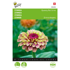 Zinnia elegans 'Queeny Red Lime', Zinna