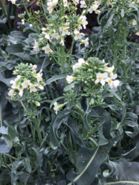 Broccoli bladbroccoli 'Spigariello', Brassica oleracea botrytis var Cymosa