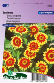 Zinnia haageana 'Sombrero', Zinnia