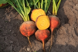 Biet gele 'Burpees Golden', Beta vulgaris subsp. vulgaris var. Vulgaris