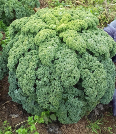 Boerenkool 'Winterbor F1', Brassica oleracea var. laciniata