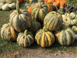 Pompoen 'Tonda Padana', Cucurbita pepo