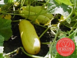 Komkommer 'Gele Tros', Cucumis sativus Biologisch