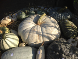 Pompoen 'Flat White Boer', Cucurbita maxima