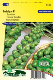 Spruitkool 'Trafalgar F1', Brassica oleracea var. gemmifera
