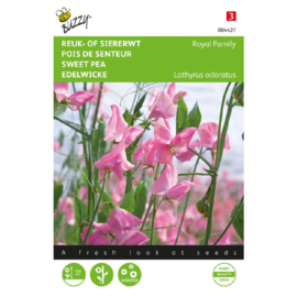 Lathyrus odoratus 'Royal Family Pink', Reukerwt