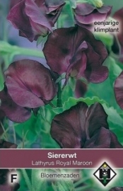 Lathyrus odoratus 'Royal Maroon', Siererwt