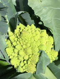 Bloemkool romanesco 'Romanesco Precoce', Brassica oleracea botrytis var. Botrytis