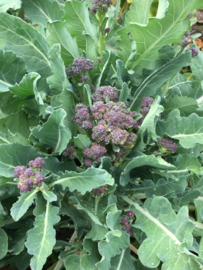 Broccoli roosjes sprouting 'Summer Purple', Brassica oleracea var. cymosa