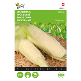 Suikermais 'Glacial', Zea mays c onvar. saccharata