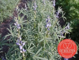 Lupine blauwe groenbemester, Lupinus angustifolius Biologisch