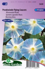 Ipomoea tricolor 'Flying Saucers', Klimmende Winde