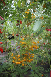 Bestomaat 'Golden grape', Solanum lycopersicum