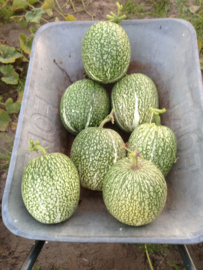 vijgenblad pompoen 'Boule de Siam', Cucurbita ficifolia