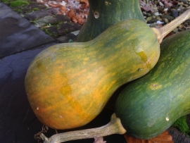 Butternut flespompoen 'Anna', Cucurbita moschata