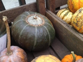 Pompoen buttercup 'Bonbon F1', Cucurbita maxima