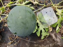 Watermeloen 'Fire Ball F1', Citrullus lanatus