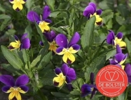 Viola tricolor, Driekleurig Viooltje Biologisch