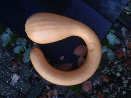 Courgette muskaatcourgette pompoen 'Trombolini/Tromba  d'Albenga', Cucurbita moschata