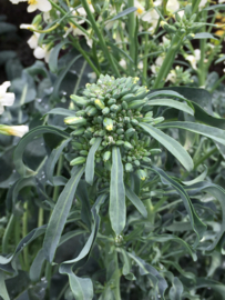 Broccoli bladbroccoli 'Spigariello', Brassica oleracea botrytis var Cymosa