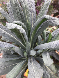 Palmkool 'Nero di Toscana', Brassica oleracea L. convar. acephala Biologisch