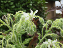 Borage komkommerkruid blauw en wit, Borago officinalis