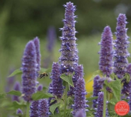 Agastache foeniculum, Dropplant Biologisch