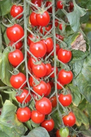 Cocktailtomaat 'Bartelly F1', Solanum lycopersicum L. Biologisch