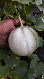 Kantaloupmeloen suikermeloen 'Artemis F1', Cucumis melo